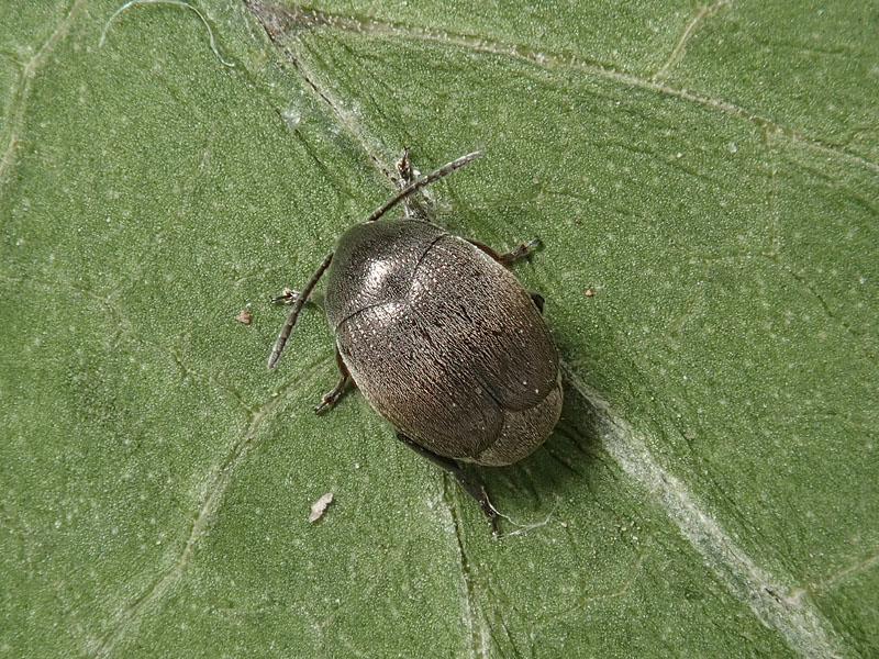 Bruchidae: Spermophagus sp.
